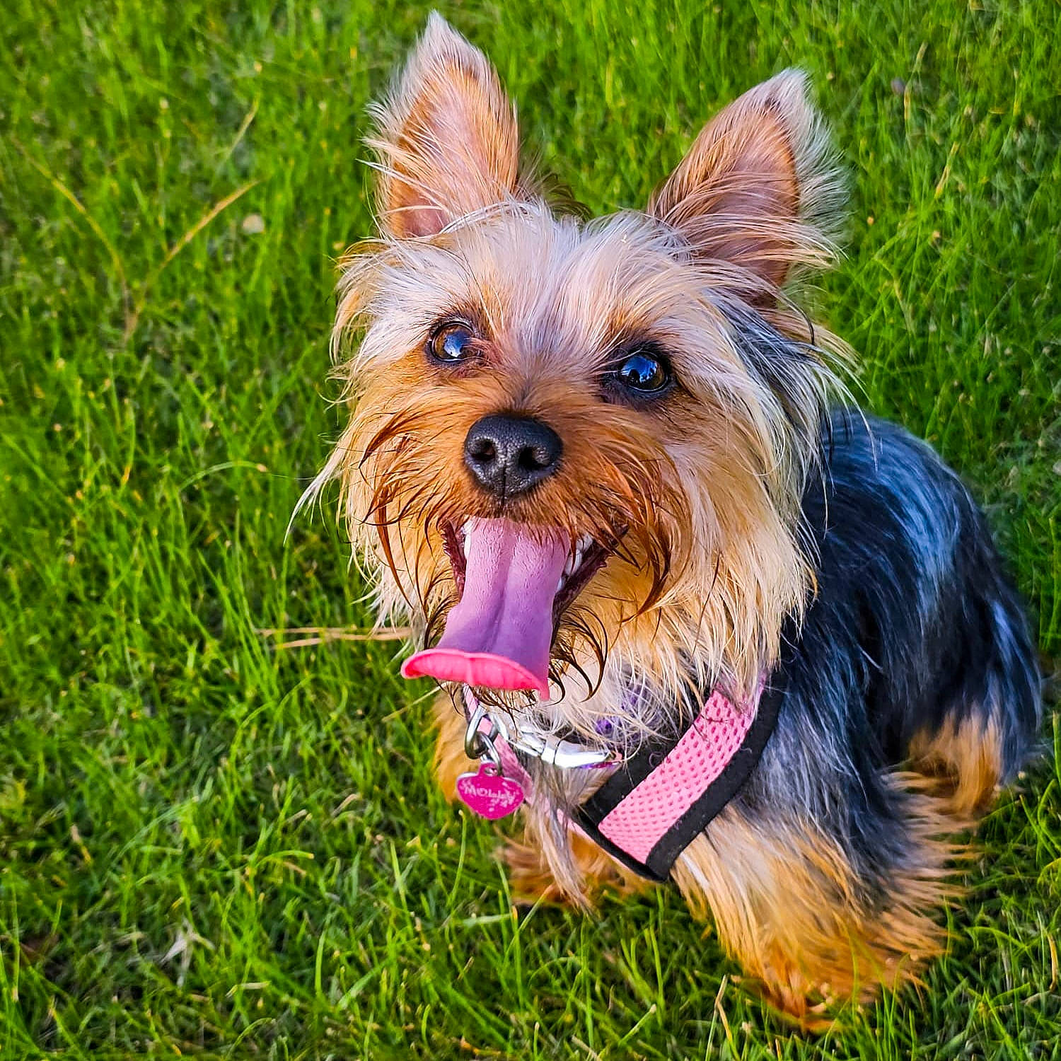 Molly is registered to the contest to win money with this photo: biewer_terrier, canidae, carnivore, collar, companion_dog, dog, dog_breed, dog_supply, fawn, grass, holiday, liver, small_terrier, snout, sporting_group, terrier, toy_dog, whiskers, working_animal, yorkshire_terrier