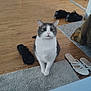 cat, gray_and_white, indoor, wooden_floor, rug, shoes, slippers, toy, box, wall, curious, pet, flooring, footwear, carpet, domestic, animal, feline, home, casual