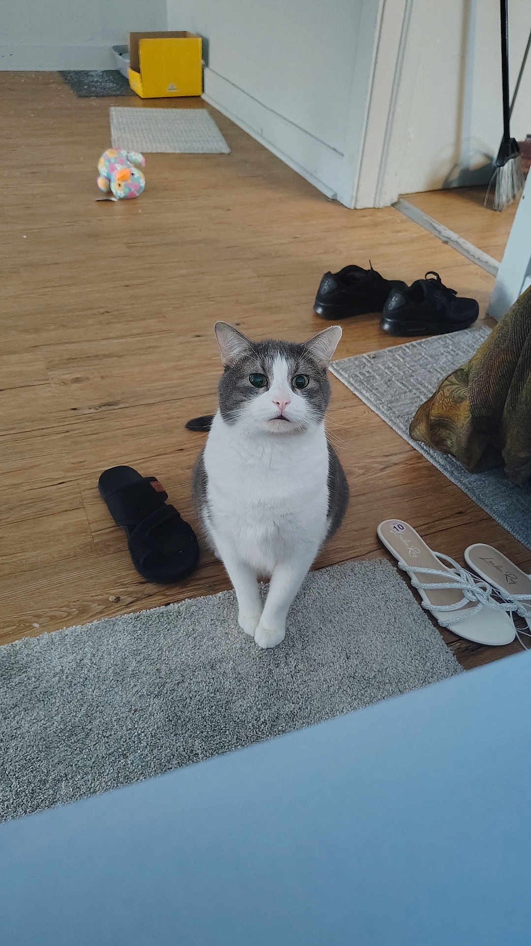 Mylo joined the competition — help win amazing prizes! cat, gray_and_white, indoor, wooden_floor, rug, shoes, slippers, toy, box, wall, curious, pet, flooring, footwear, carpet, domestic, animal, feline, home, casual