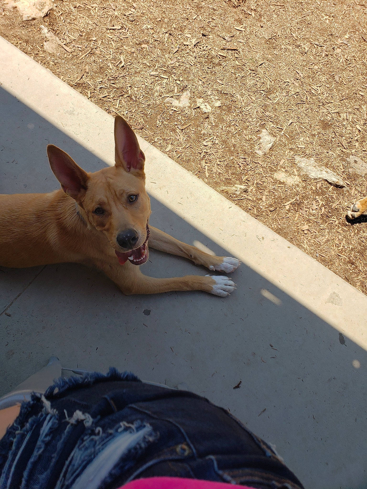 Jetson joined the competition — help win amazing prizes! aspin, canidae, carnivore, carolina_dog, dog, dog_breed, fawn, ibizan_hound, pariah_dog, road, road_surface, snout, street, street_dog