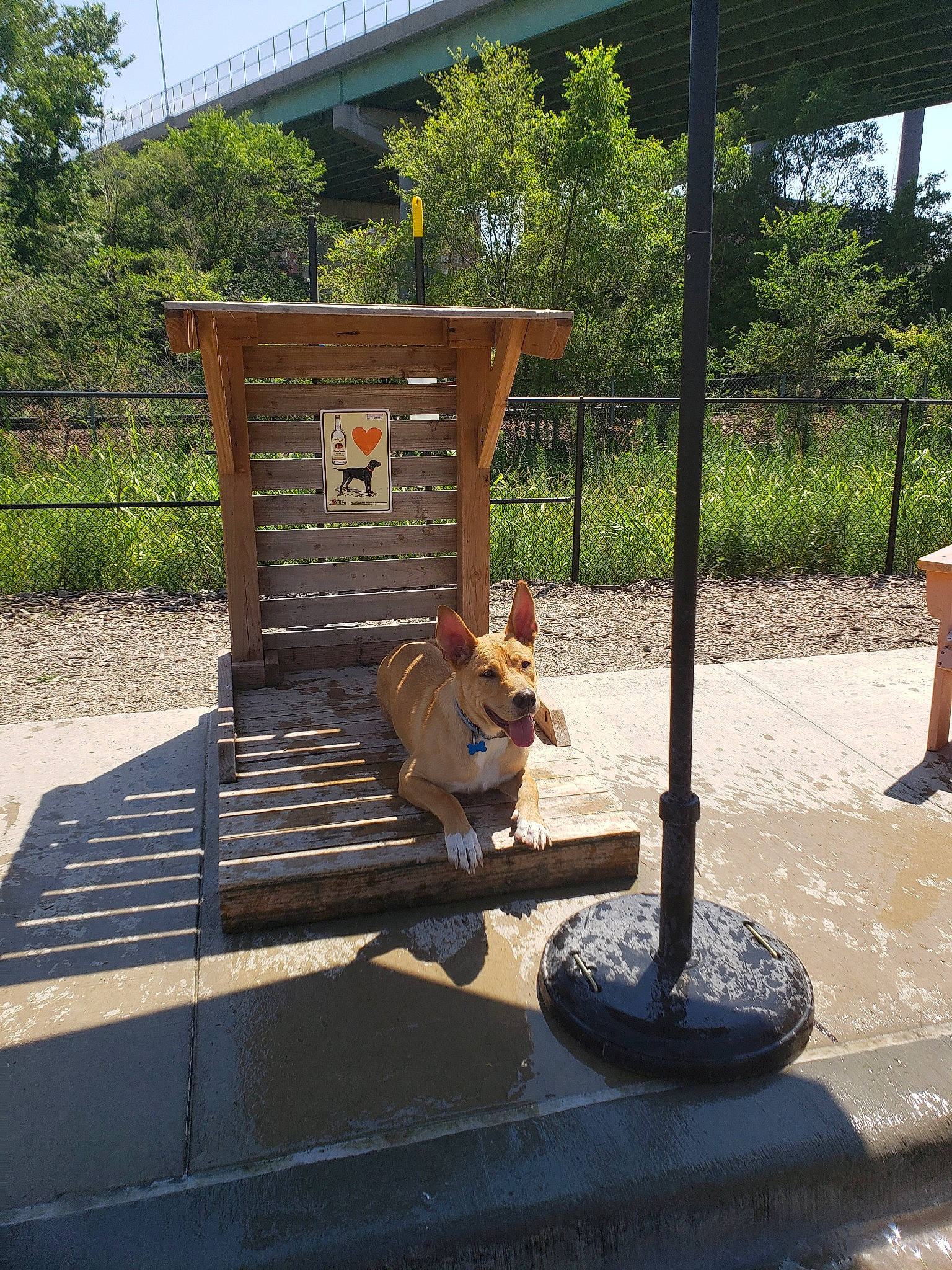 Jetson is registered to the contest to win money with this photo: canidae, fawn