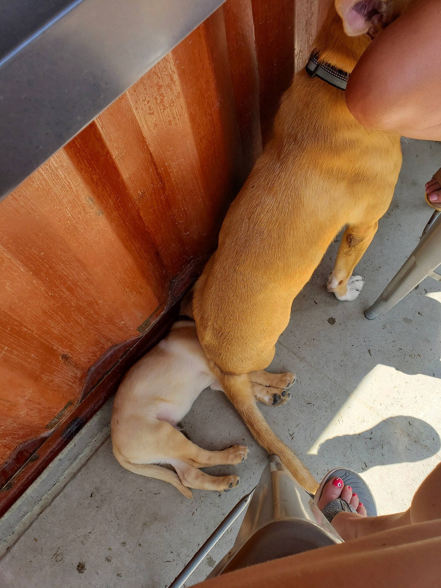 Ace joined the competition — help win amazing prizes! canidae, carnivore, dog, dog_breed, fawn, sporting_group