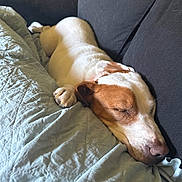 Rascal Reid is registered to the contest to win money with this photo: dog, sleeping, couch, blanket, resting, indoor, pet, cozy, relaxing, brown_and_white, canine, napping, fur, paw, snout, quiet, home, comfort, domestic, animal