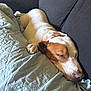 dog, sleeping, couch, blanket, resting, indoor, pet, cozy, relaxing, brown_and_white, canine, napping, fur, paw, snout, quiet, home, comfort, domestic, animal