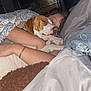 Rascal Reid joined the competition — help win amazing prizes! dog, person, sleeping, bed, blanket, pillow, indoor, cozy, resting, arm, face, animal, pet, comfort, night, curly_hair, collar, snuggling, peaceful, relaxing