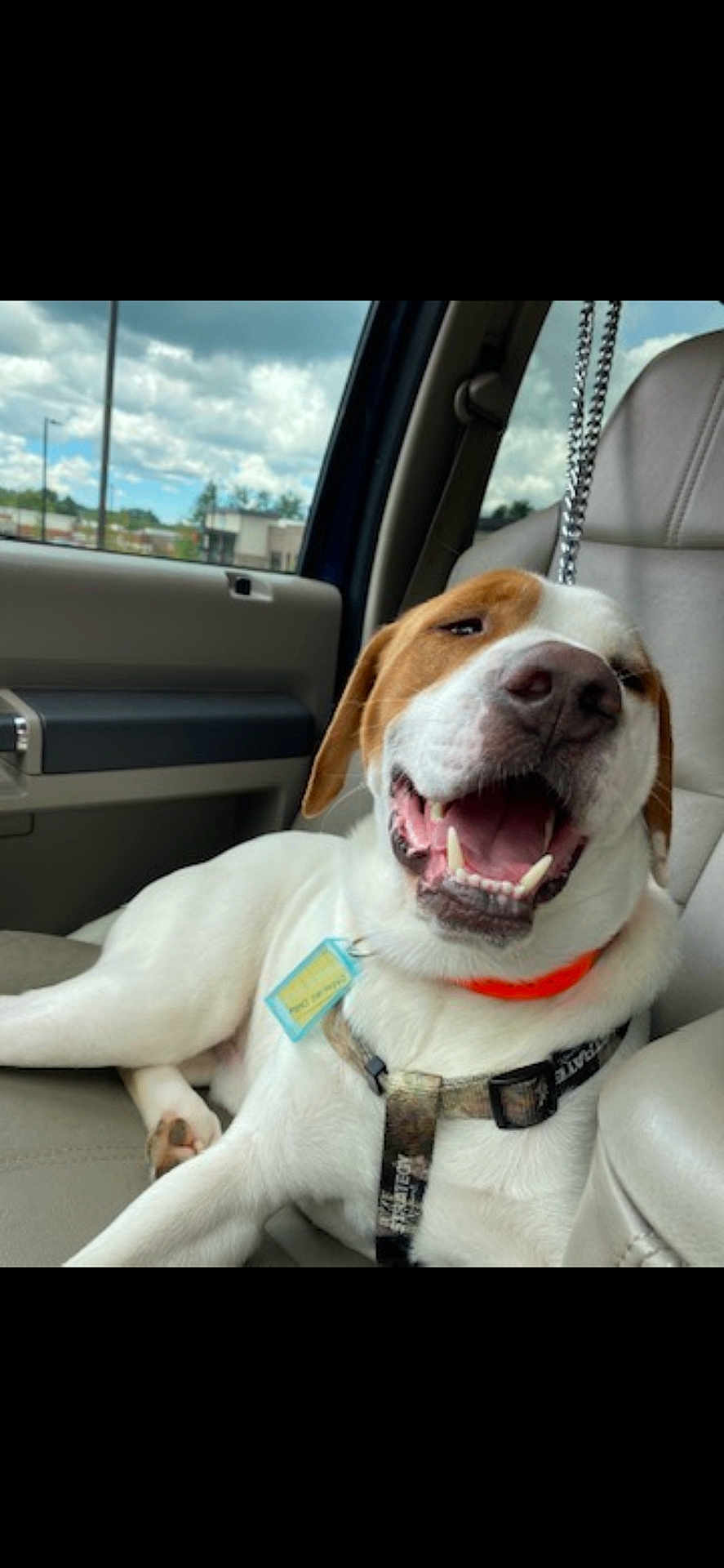 Rascal Reid is registered to the contest to win money with this photo: dog, car_interior, seat, happy, panting, dog_collar, harness, window, cloudy_sky, vehicle, pet, canine, relaxed, daytime, front_seat, leather_seat, tag, smiling, close_up, domestic_animal