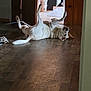 Rascal Reid is registered to the contest to win money with this photo: dog, indoor, wooden_floor, playful, rolling, pet, canine, brown_and_white, home, doorway, kitchen, floor, animal, furniture, light, shadow, relaxing, house, domestic, funny_pose