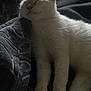 Haru Miku joined the competition — help win amazing prizes! cat, white_cat, sleeping, resting, feline, pet, indoor, cozy, soft_light, cushion, fur, paw, relaxed, quiet, closeup, texture, animal, mammal, comfort, peaceful