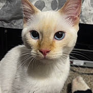 Haru Miku is registered to the contest to win money with this photo: cat, cream_colored, blue_eyes, pink_nose, close_up, indoor, carpet, sock, ears, whiskers, pet, animal, curious, feline, background_fabric, skull_pattern, floor, domestic, cute, portrait