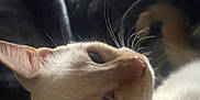 Haru Miku joined the competition — help win amazing prizes! cat, close_up, pet, feline, whiskers, fur, sleepy, indoors, blanket, resting, animal, cute, portrait, relaxed, soft_light, ears, face, nostrils, tail, cozy