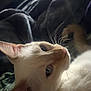 cat, close_up, pet, feline, whiskers, fur, sleepy, indoors, blanket, resting, animal, cute, portrait, relaxed, soft_light, ears, face, nostrils, tail, cozy