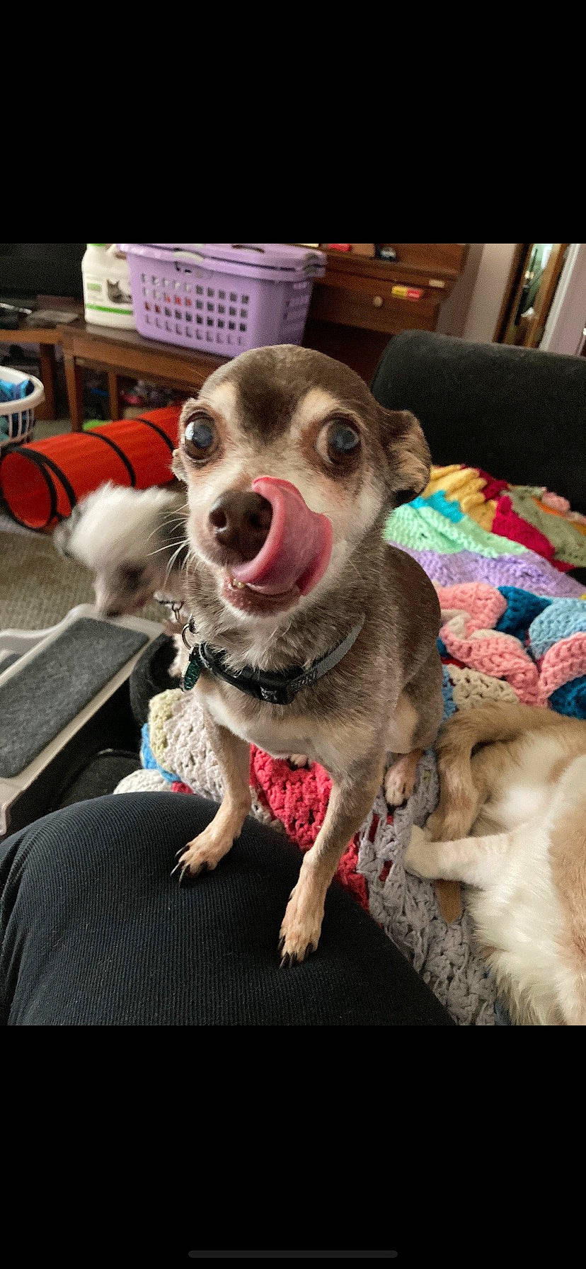 Coby joined the competition — help win amazing prizes! canidae, carnivore, collar, companion_dog, couch, dog, dog_breed, dog_supply, fawn, fur, jaw, leash, non_sporting_group, paw, puppy, snout, sporting_group, street_dog, whiskers, working_animal