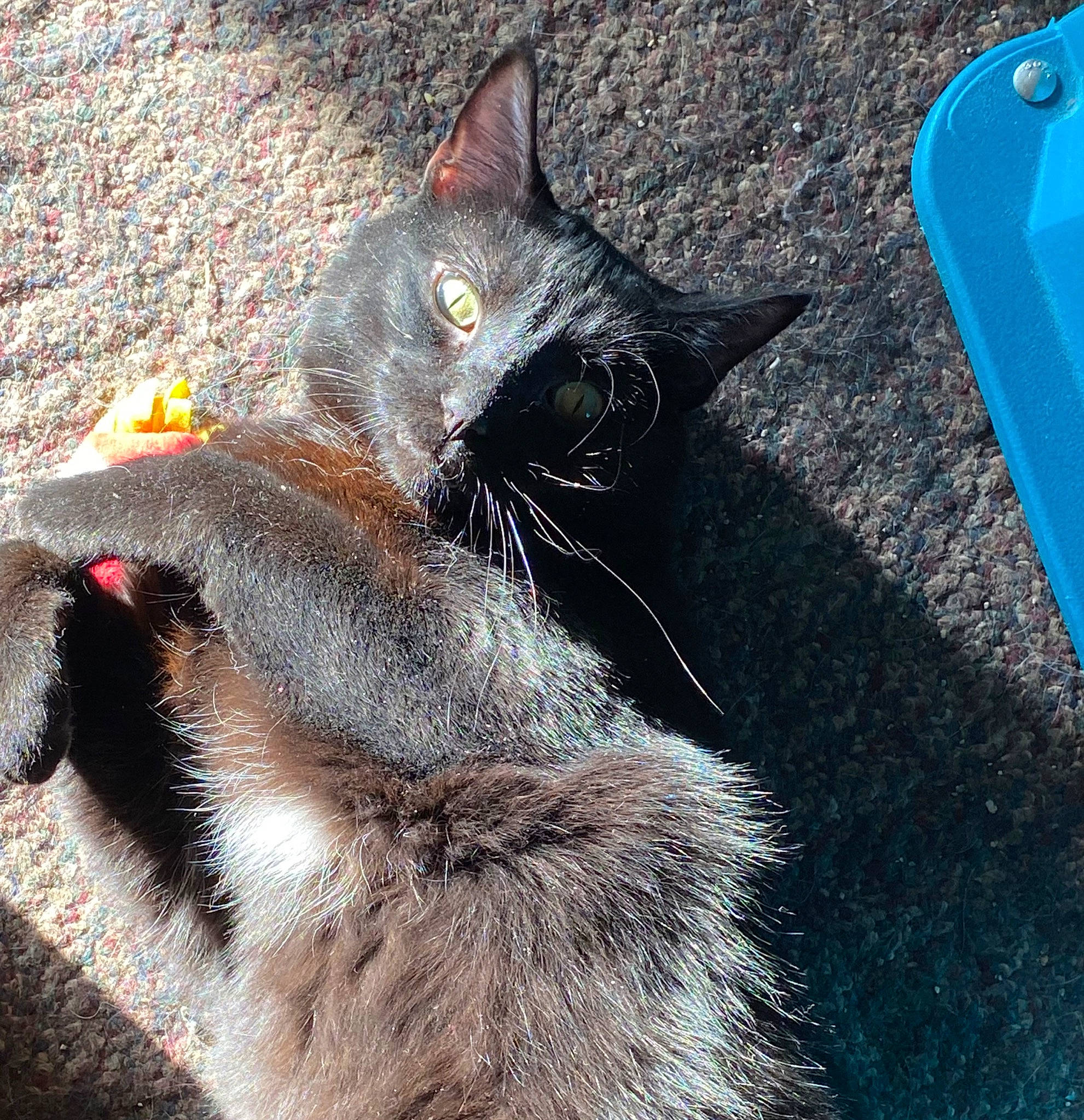 Kloe is registered to the contest to win money with this photo: black_cat, bombay, carnivore, cat, claw, domestic_short_haired_cat, electric_blue, felidae, fur, havana_brown, mammal, paw, plastic, small_to_medium_sized_cats, snout, tail, terrestrial_animal, whiskers