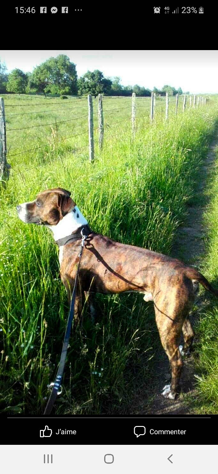 Heaven a rejoint le concours — aidez-le/la à gagner de superbes lots ! canidae, carnivore, collar, companion_dog, dog, dog_breed, dog_collar, fawn, fence, grass, grassland, gun_dog, liver, pet_supply, plant, sky, sporting_group, tail, terrestrial_animal, working_animal