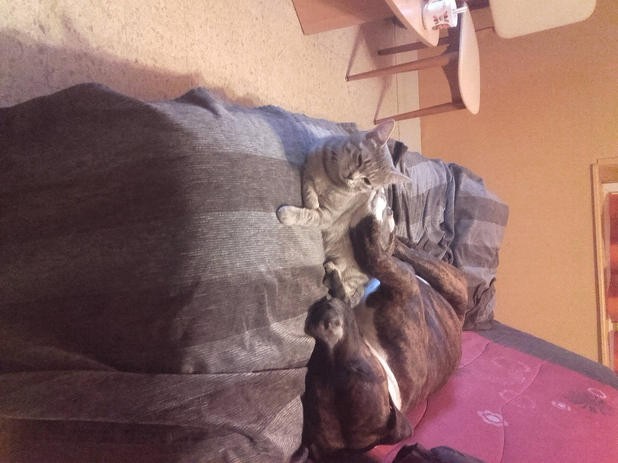 Heaven participe au concours pour gagner de l'argent avec cette photo : carnivore, cat, comfort, dog_breed, domestic_short_haired_cat, fawn, felidae, flooring, fur, grey, hardwood, picture_frame, room, small_to_medium_sized_cats, tail, whiskers, wood