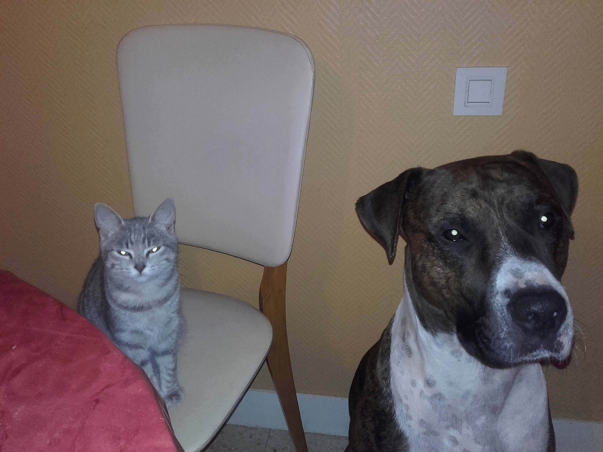 Heaven participe au concours pour gagner de l'argent avec cette photo : carnivore, cat, chair, collar, comfort, companion_dog, couch, dog, dog_breed, dog_collar, domestic_short_haired_cat, fawn, felidae, grey, pet_supply, small_to_medium_sized_cats, snout, tail, whiskers, working_animal