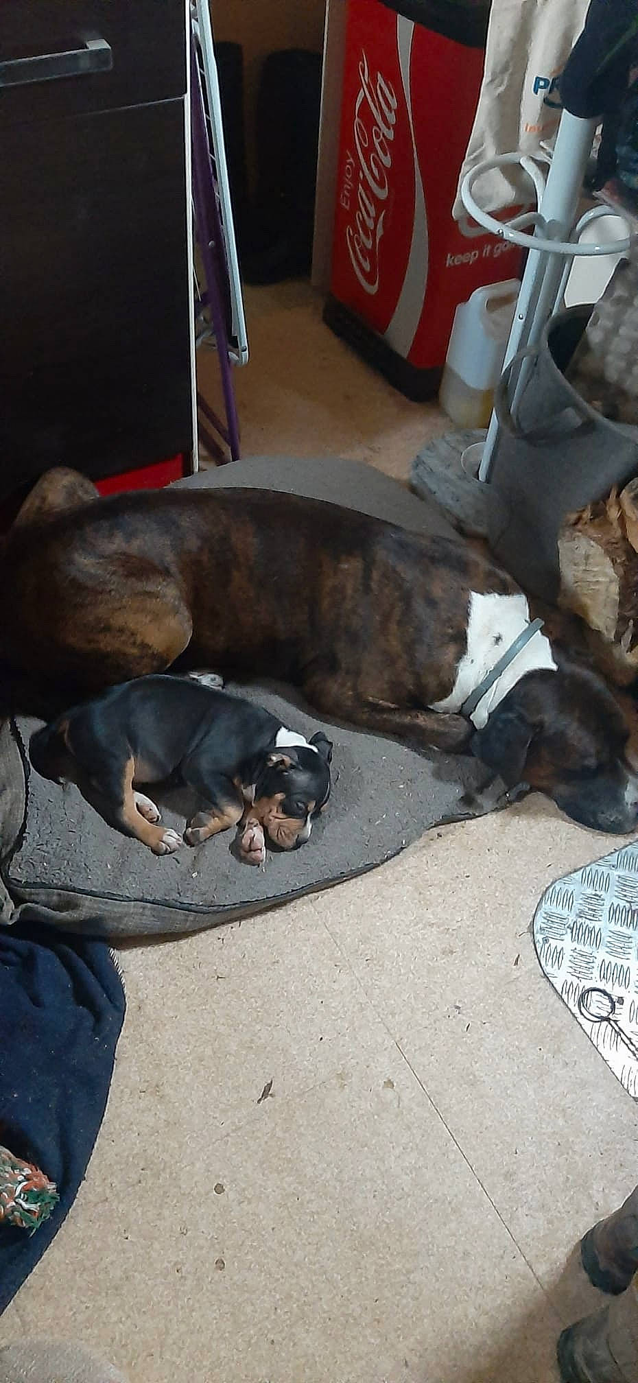 Heaven a rejoint le concours — aidez-le/la à gagner de superbes lots ! canidae, carnivore, collar, comfort, companion_dog, concrete, dog, dog_breed, dog_supply, fawn, flooring, hardwood, leash, liver, pet_supply, snout, sporting_group, tail, working_animal, working_dog