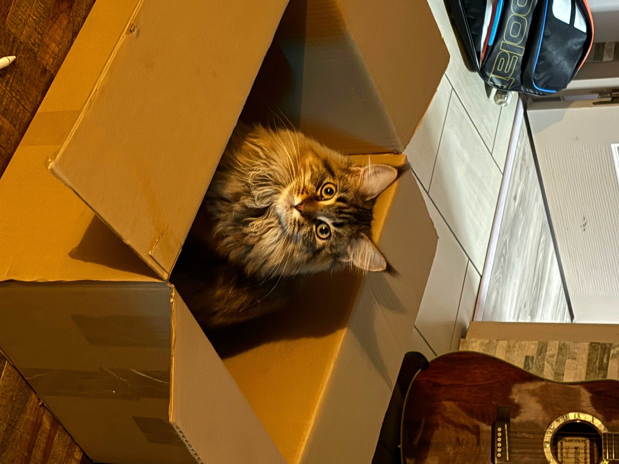 Utopia a rejoint le concours — aidez-le/la à gagner de superbes lots ! automotive_lighting, automotive_mirror, box, brown, cardboard, carnivore, carton, cat, domestic_short_haired_cat, felidae, fur, packaging_and_labeling, personal_luxury_car, room, shipping_box, small_to_medium_sized_cats, vehicle, vehicle_door, whiskers, wood