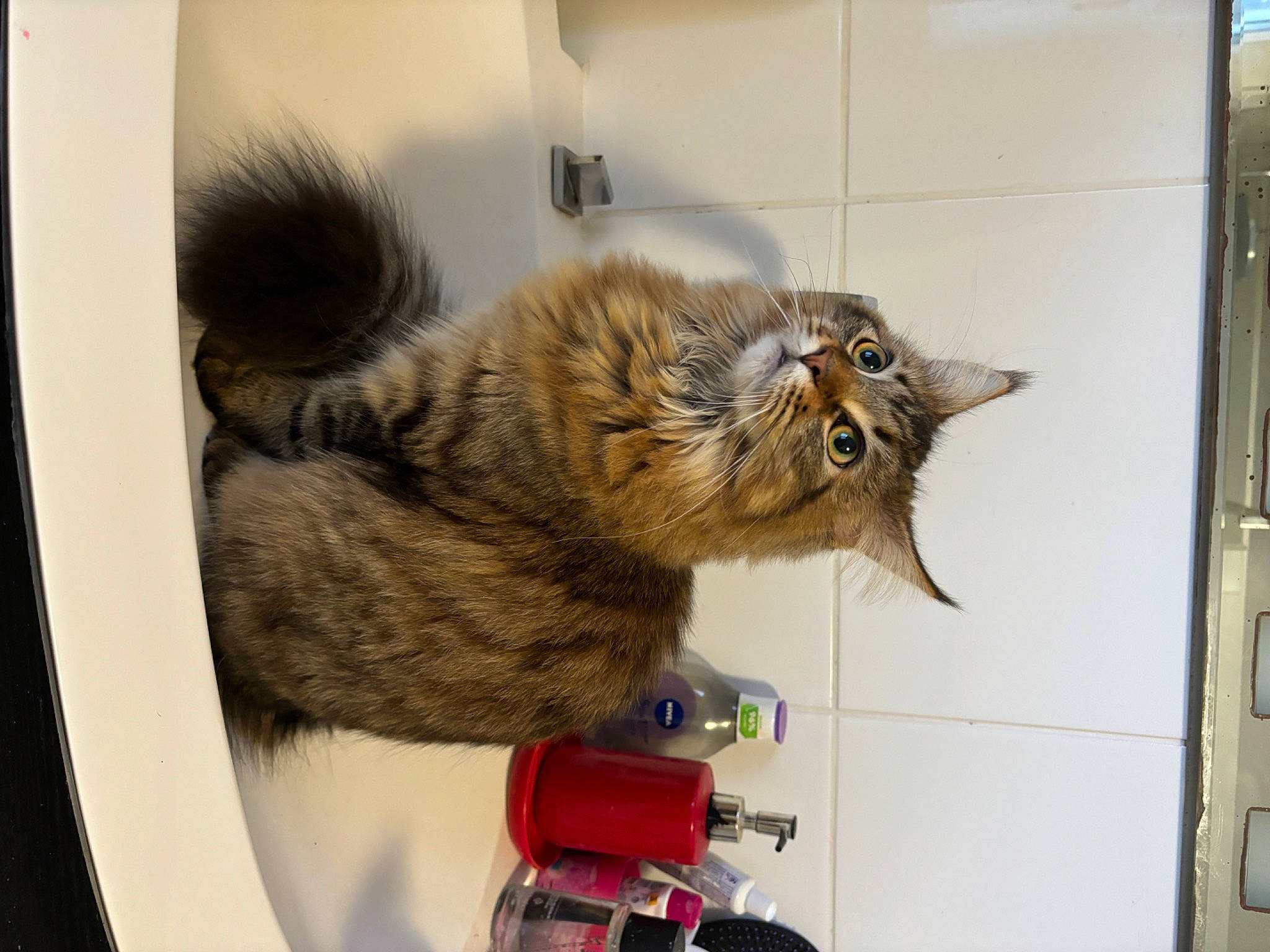 Utopia participe au concours pour gagner de l'argent avec cette photo : carnivore, cat, claw, domestic_short_haired_cat, felidae, fender, fur, room, small_to_medium_sized_cats, snout, tail, tire, vehicle, whiskers