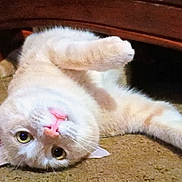 Jasper is registered to the contest to win money with this photo: cat, pet, indoor, carpet, cute, playful, feline, whiskers, pink_nose, paw, relaxed, animal, mammal, fur, domestic, lying_down, upside_down, curious, ears, eyes