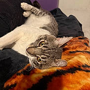 Winston is registered to the contest to win money with this photo: cat, tabby, yellow_eyes, relaxed, lying_down, blanket, orange, black, cozy, indoor, fur, whiskers, paws, curious, animal, pet, resting, soft_fabric, purple_wall, closeup