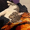 cat, tabby, yellow_eyes, relaxed, lying_down, blanket, orange, black, cozy, indoor, fur, whiskers, paws, curious, animal, pet, resting, soft_fabric, purple_wall, closeup