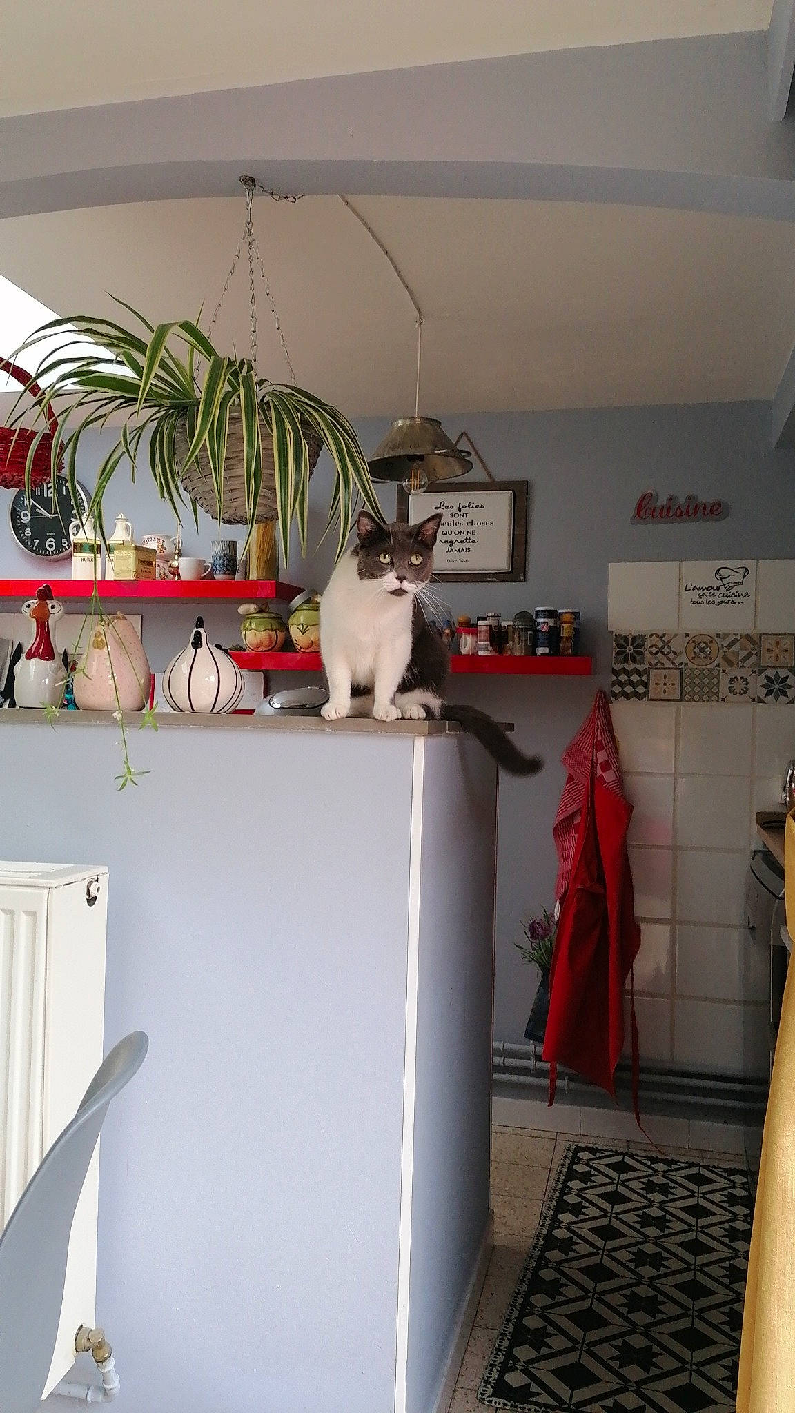 Mouny a rejoint le concours — aidez-le/la à gagner de superbes lots ! automotive_design, cat, ceiling, event, fashion_design, felidae, flooring, flowerpot, hardwood, houseplant, interior_design, plant, room, shelving, small_to_medium_sized_cats, tail, twig, whiskers, wood