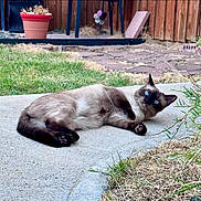 Piso joined the competition — help win amazing prizes! alert, animal, backyard, blue_eyes, cat, concrete, curved_path, daylight, feline, flowerpot, fur, garden, grass, laying_down, nature, outdoor, pet, plant, siamese_cat, wooden_fence