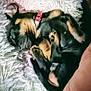 puppy, dog, sleeping, curled_up, collar, black_and_tan, fur, pet, indoor, fluffy_rug, cozy, cute, resting, animal, small_dog, paw, snout, napping, soft_texture, relaxation