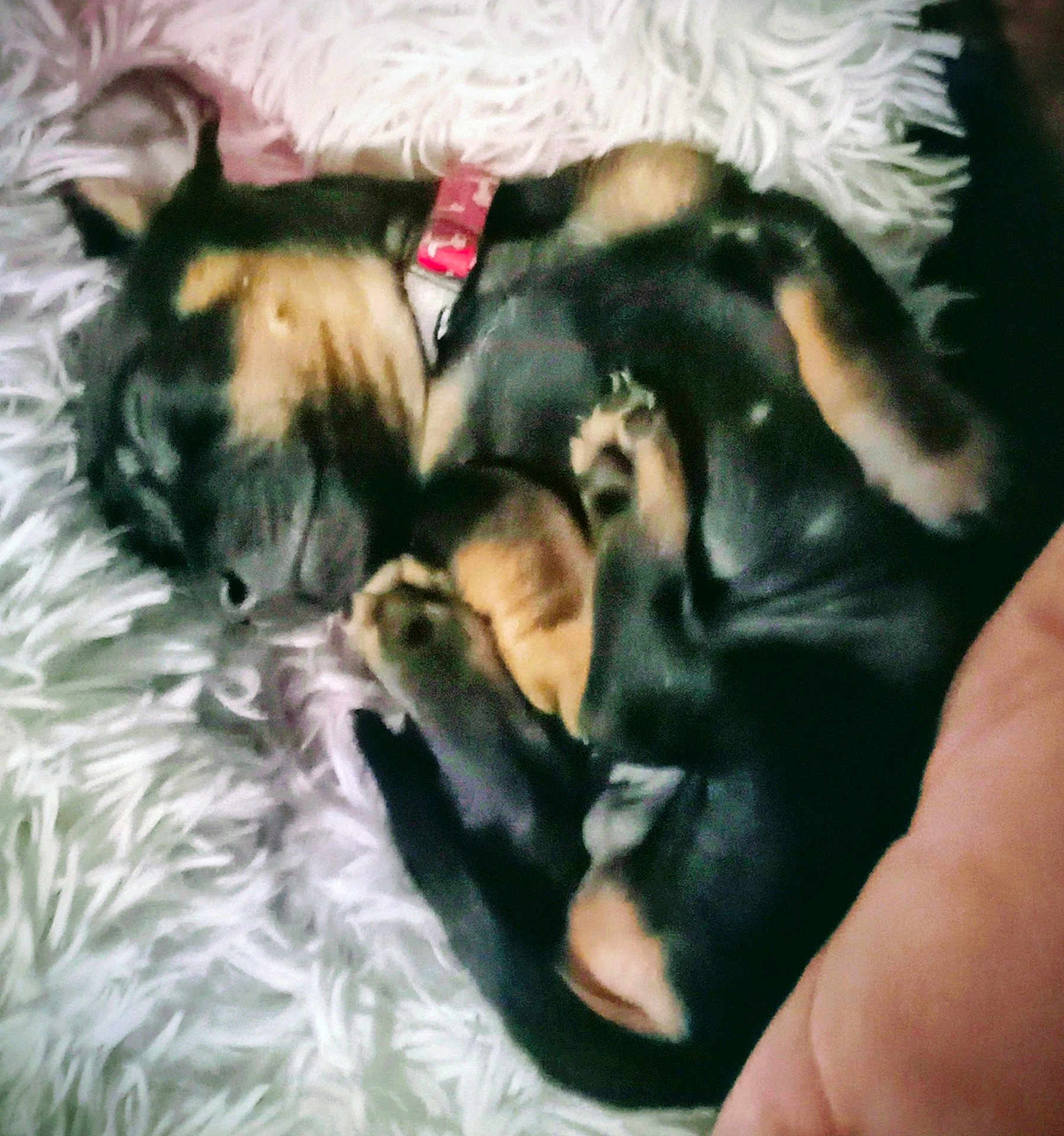 Snoopdogg. joined the competition — help win amazing prizes! puppy, dog, sleeping, curled_up, collar, black_and_tan, fur, pet, indoor, fluffy_rug, cozy, cute, resting, animal, small_dog, paw, snout, napping, soft_texture, relaxation