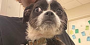 Oreo joined the competition — help win amazing prizes! person, dog, indoor, close_up, black_and_white_dog, curly_hair, collar, leash, ceiling_tiles, bulletin_board, notes, expression, holding, casual_clothing, portrait, face, pet, animal, attention, cute