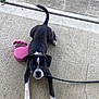 Oreo is registered to the contest to win money with this photo: puppy, dog, leash, concrete, sidewalk, playful, black_and_white, paw, tail, outdoor, pet, animal, curious, young_dog, collar, grass, chewing, canine, closeup, walking