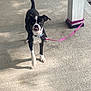 dog, black_and_white, leash, post, concrete, outdoor, pet, animal, playful, curious, standing, shadow, collar, tongue_out, sunlight, small_dog, cute, canine, tied, daytime