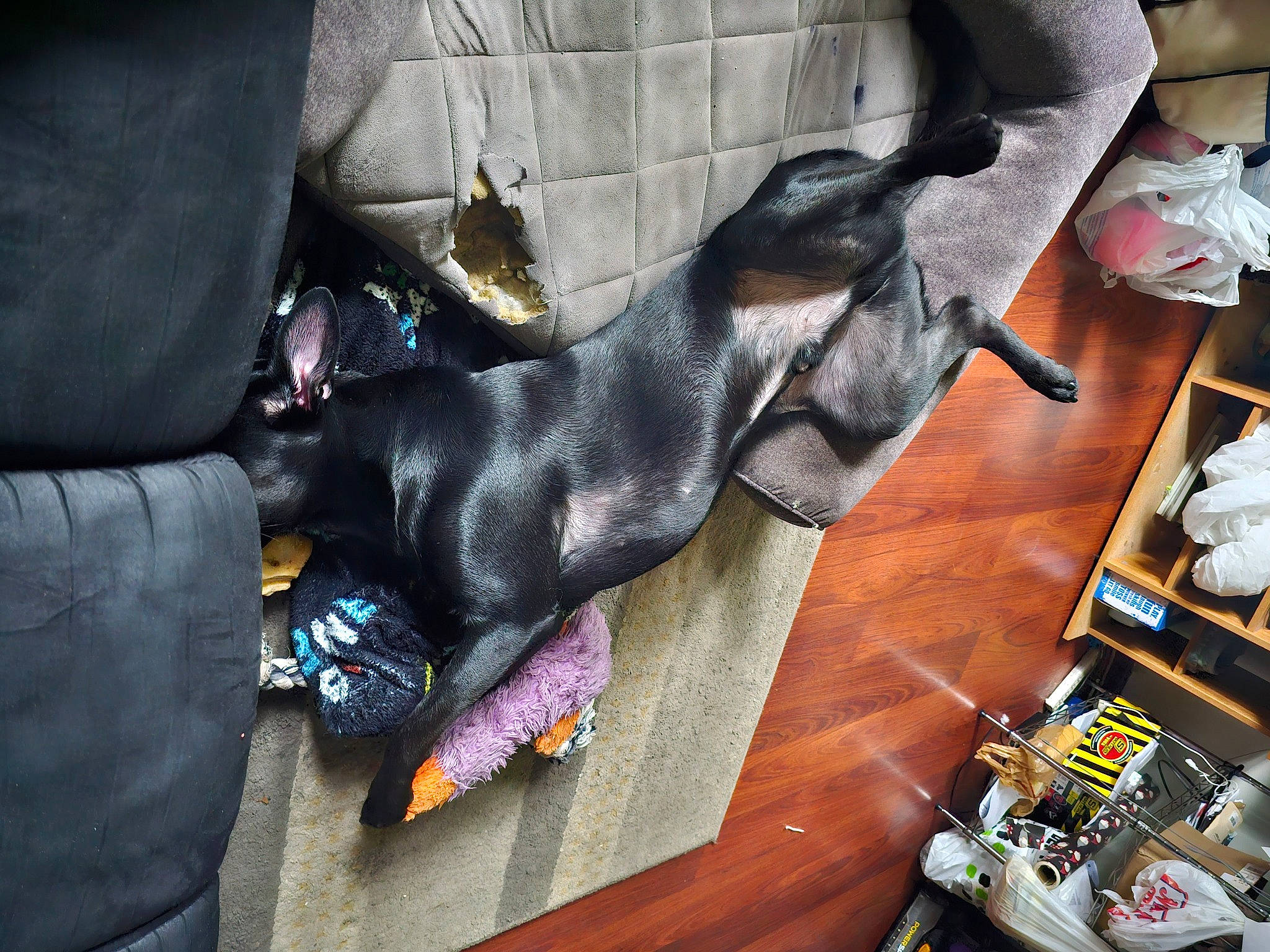 Chip joined the competition — help win amazing prizes! canidae, carnivore, comfort, companion_dog, dog, dog_breed, dog_supply, fawn, flooring, fur, guard_dog, hardwood, purple, sporting_group, table, tail, toy_dog, working_animal