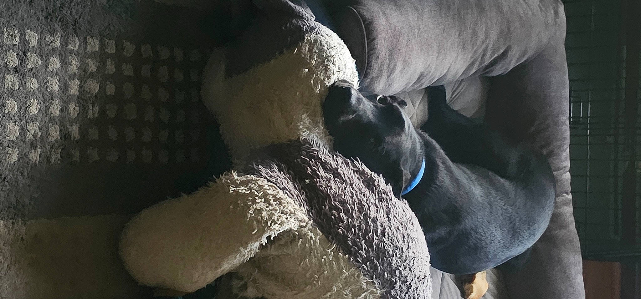 Chip joined the competition — help win amazing prizes! canidae, carnivore, collar, comfort, companion_dog, dog, dog_breed, fawn, fur, gesture, grey, guard_dog, nap, sleep, snout, sporting_group, tail, terrestrial_animal, whiskers, working_animal