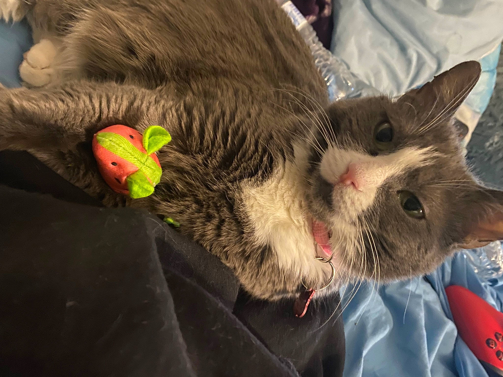 Kisses joined the competition — help win amazing prizes! carnivore, cat, claw, domestic_short_haired_cat, ear, fang, felidae, fur, paw, small_to_medium_sized_cats, snout, tail, terrestrial_animal, whiskers