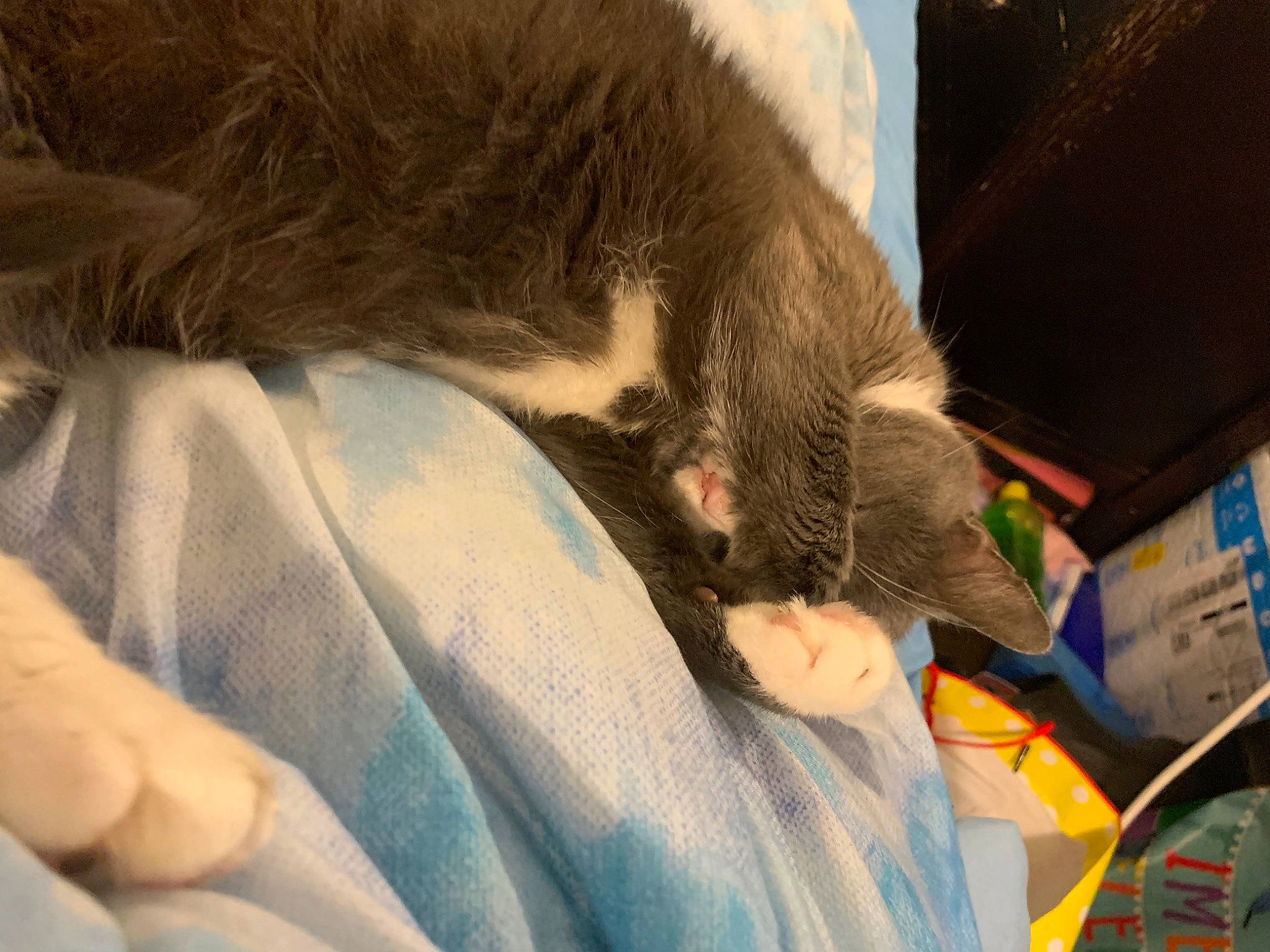 Kisses joined the competition — help win amazing prizes! canidae, carnivore, cat, claw, comfort, dog_breed, domestic_short_haired_cat, fawn, felidae, fur, human_leg, lap, nap, paw, sleep, small_to_medium_sized_cats, snout, tail, whiskers