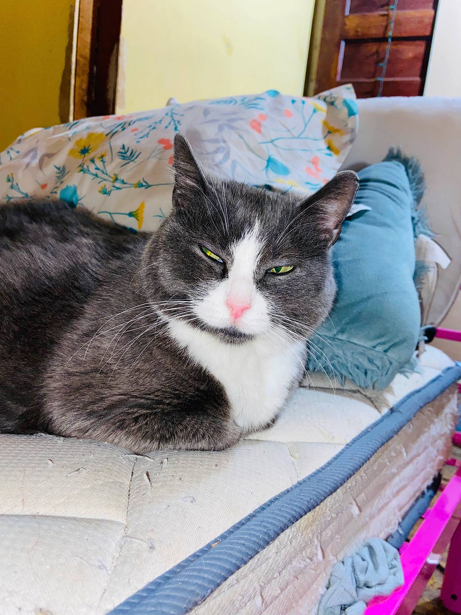 Kisses joined the competition — help win amazing prizes! bedding, box, cardboard, carnivore, cat, cat_supply, comfort, couch, domestic_short_haired_cat, felidae, fur, grey, linens, nap, packaging_and_labeling, pillow, small_to_medium_sized_cats, tail, whiskers, window