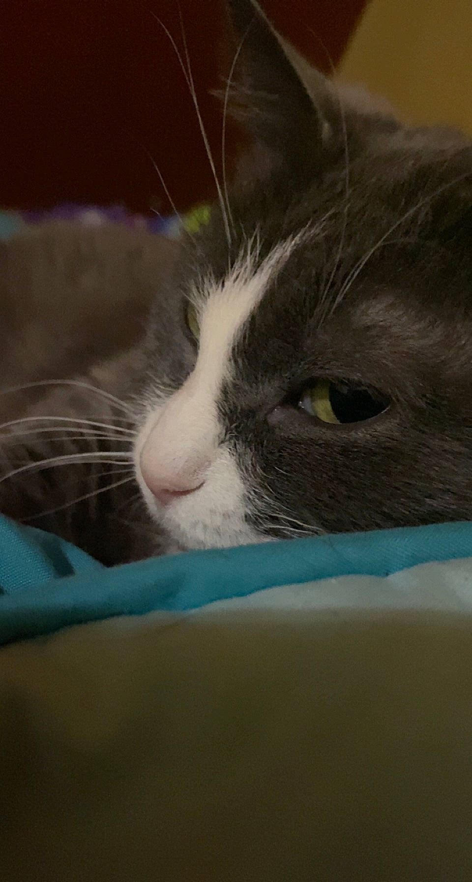 Kisses joined the competition — help win amazing prizes! carnivore, cat, comfort, domestic_short_haired_cat, eye, felidae, fur, head, small_to_medium_sized_cats, snout, whiskers