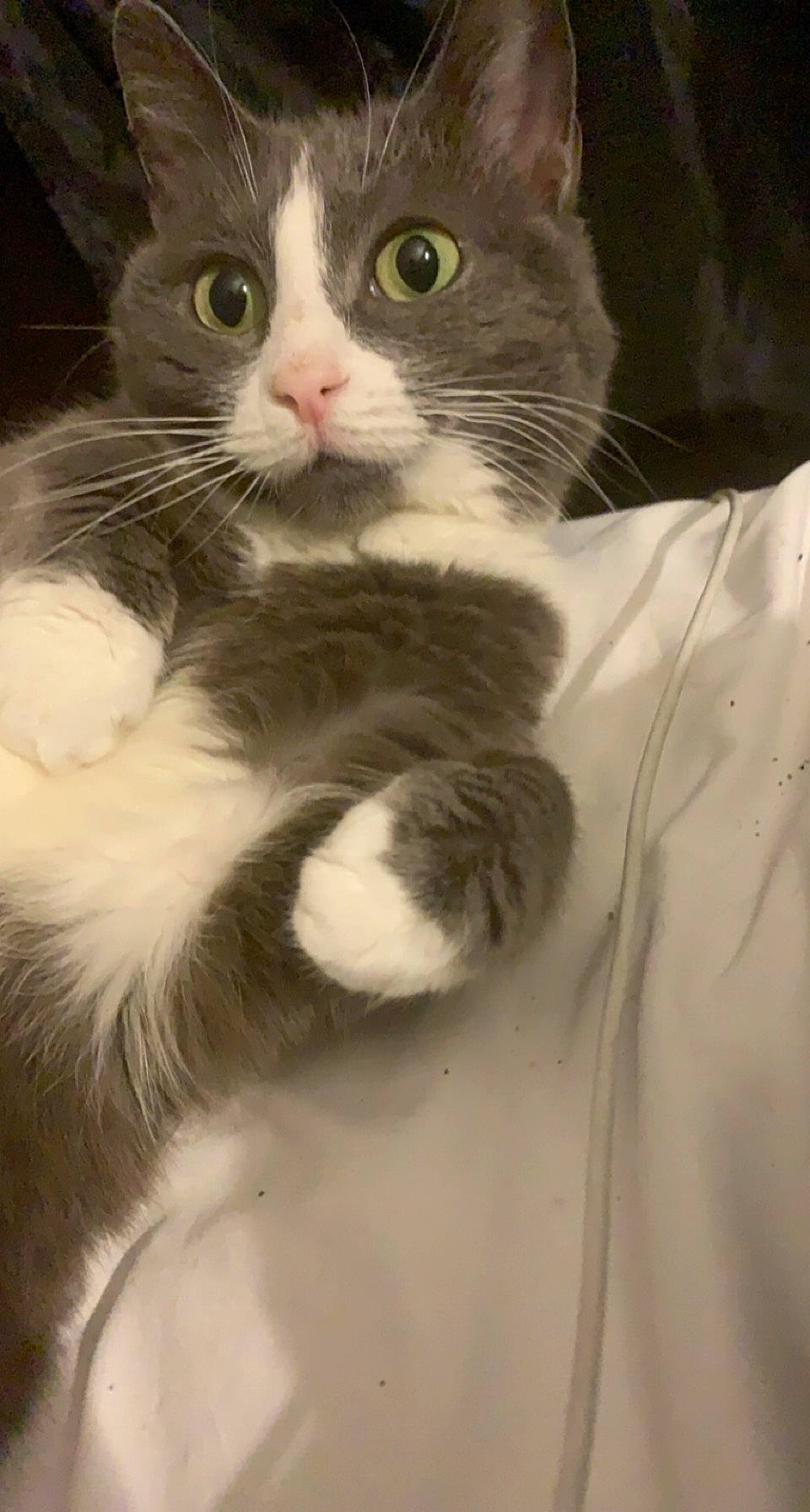 Kisses is registered to the contest to win money with this photo: carnivore, cat, claw, comfort, domestic_short_haired_cat, eye, eyelash, felidae, foot, fur, hair, head, paw, small_to_medium_sized_cats, snout, tail, terrestrial_animal, whiskers, window