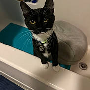 Clawdeen is registered to the contest to win money with this photo: bath_pillow, bathroom, bathtub, black_fur, blue_mat, cat, close_up, collar, curious, drain, indoor, pendant, pet, pet_accessory, shampoo_bottle, shelf, tile_floor, tuxedo_cat, white_paws, yellow_eyes