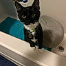 bath_pillow, bathroom, bathtub, black_fur, blue_mat, cat, close_up, collar, curious, drain, indoor, pendant, pet, pet_accessory, shampoo_bottle, shelf, tile_floor, tuxedo_cat, white_paws, yellow_eyes
