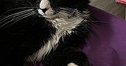 Figaro is registered to the contest to win money with this photo: animal, black_and_white, calm, cat, cozy, curious, domestic, feline, fur, household, indoor, long_hair, paw, pet, portrait, purple_blanket, relaxed, resting, side_view, whiskers