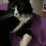 Figaro is registered to the contest to win money with this photo: cat, black_and_white, feline, pet, indoor, purple_blanket, relaxed, whiskers, fur, paw, resting, animal, household, domestic, portrait, cozy, side_view, long_hair, calm, curious