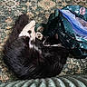Figaro is registered to the contest to win money with this photo: cat, sleeping, black_and_white, backpack, rug, patterned_rug, indoor, cozy, furry, pet, resting, knitted_blanket, curled_up, paw, ziplock_bag, straps, floor, close_up, domestic, quiet