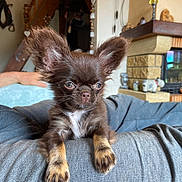 Coco a rejoint le concours — aidez-le/la à gagner de superbes lots ! puppy, dog, brown, ears, fur, pet, indoors, lap, face, cute, small, animal, cozy, fireplace, home, resting, front_paws, person, furniture, relaxing