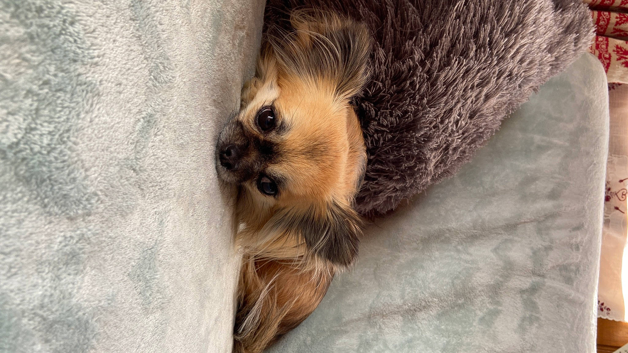 Schanel participe au concours pour gagner de l'argent avec cette photo : canidae, carnivore, claw, companion_dog, dog_breed, fawn, felidae, fur, langur, paw, primate, snout, sporting_group, tail, terrestrial_animal, whiskers, wildlife, wood