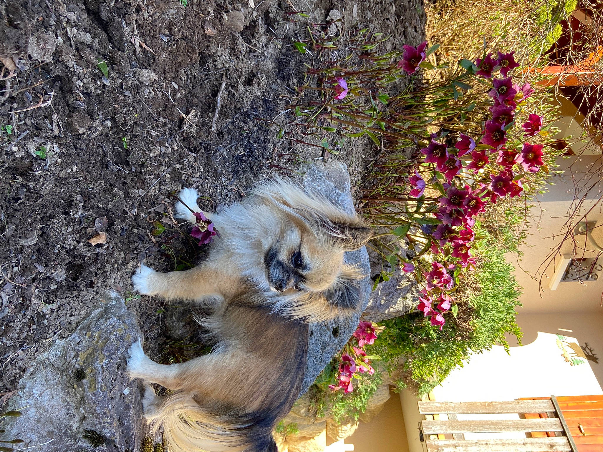 Schanel a rejoint le concours — aidez-le/la à gagner de superbes lots ! annual_plant, art, building, canidae, carnivore, facade, felidae, floral_design, flower, flower_arranging, fur, petal, plant, small_to_medium_sized_cats, tail, terrestrial_animal, tree, whiskers, window