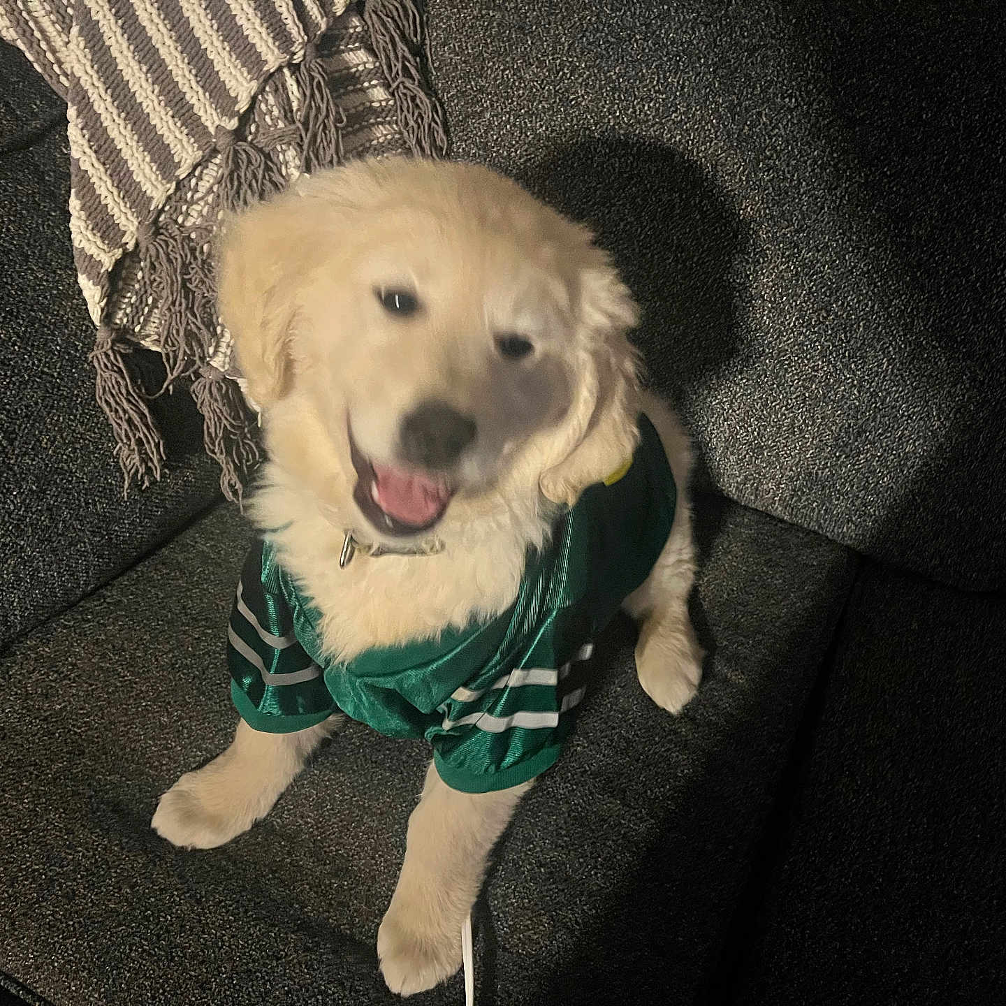 Tallulah Belle joined the competition — help win amazing prizes! animal, armchair, canine, chair, cockerspaniel, couch, cushion, dog, eskimodog, furniture, goldenretriever, homedecor, hound, labradorretriever, person, pet, poodle, puppy, terrier, whitedog