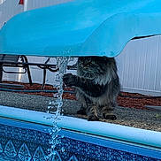 Gizmo joined the competition — help win amazing prizes! cat, water, pool, slide, outdoor, pet, animal, curious, fence, chair, backyard, daylight, playing, paw, flowing_water, blue, fur, pet_animal, sitting, leisure